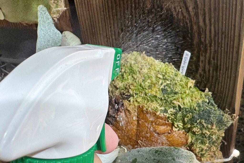 【ムシクリン コバエ用スプレー】ビカクシダの屋内管理の「コバエ駆除」に使える殺虫剤レビュー
