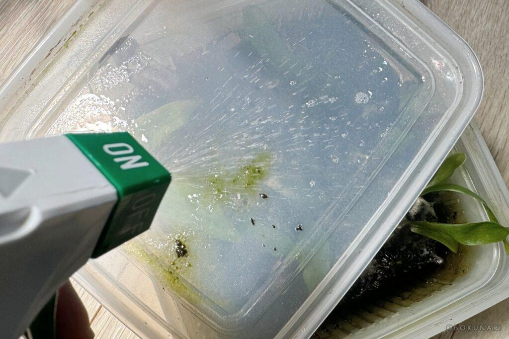 【ムシクリン コバエ用スプレー】ビカクシダの屋内管理の「コバエ駆除」に使える殺虫剤レビュー