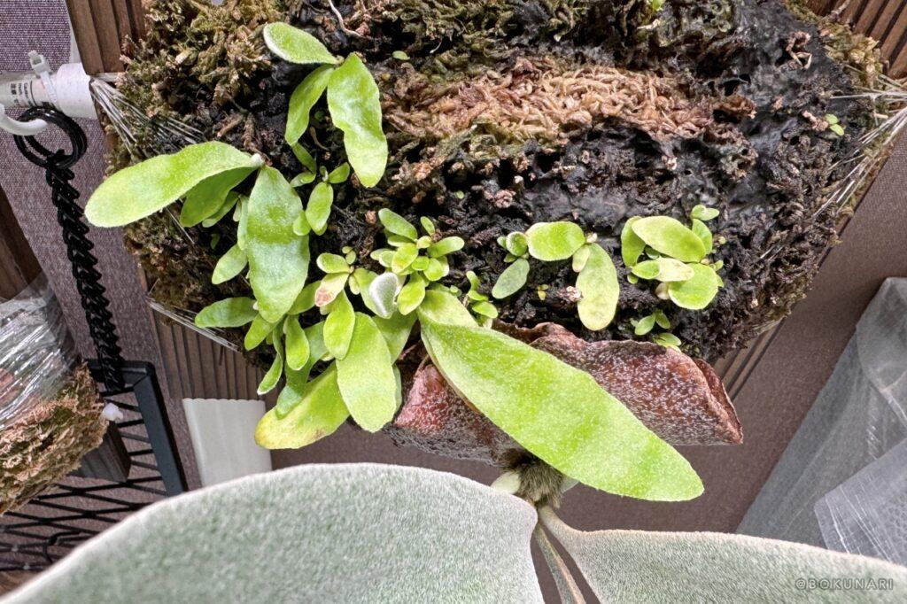 すこぶる順調な、我が家で”勝手に胞子培養”が進行中という話