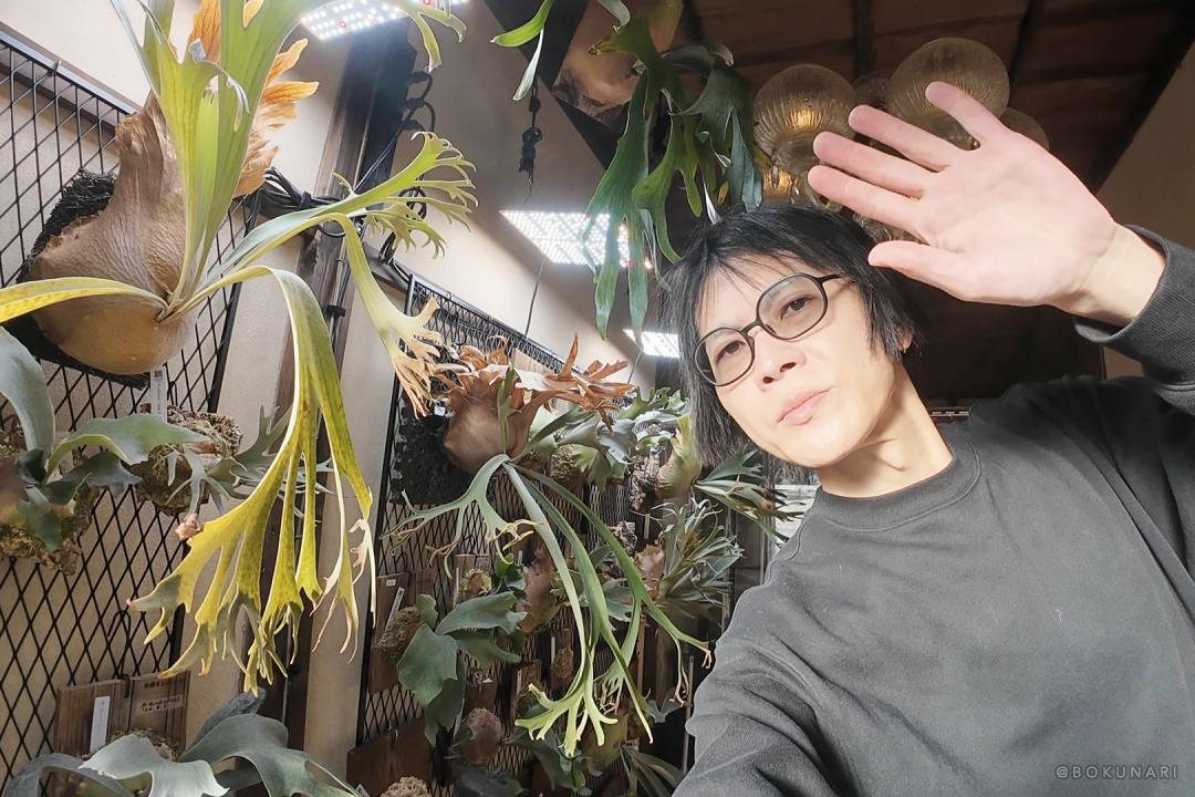 小さなビカクシダを乾燥する室内で越冬させる方法