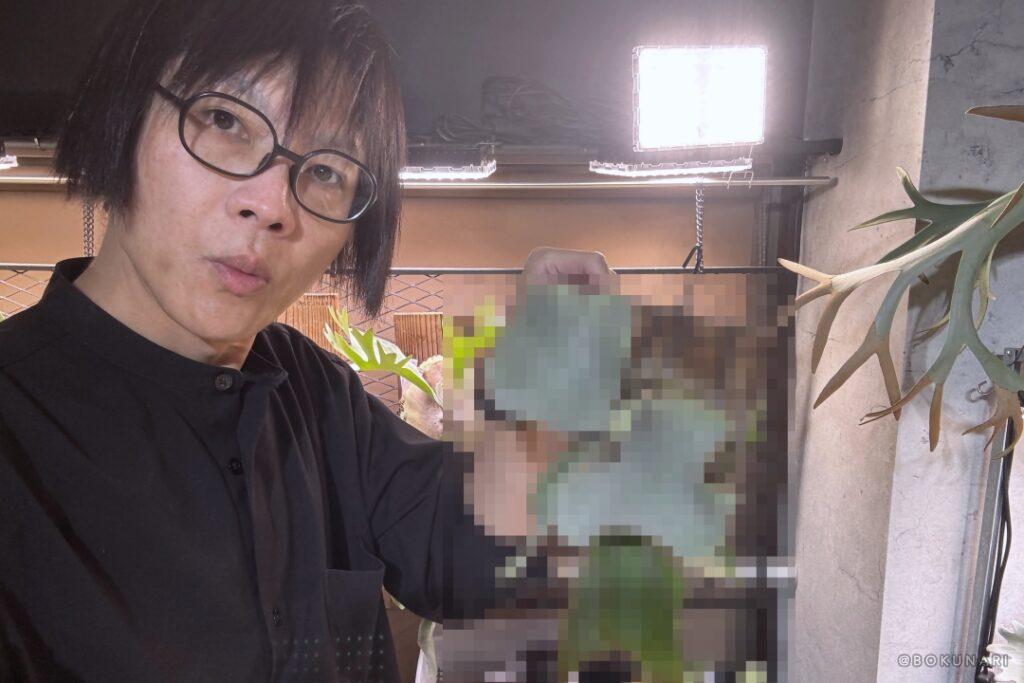 胞子培養株の中から、2年ぶりに”化けそうな個体”を発見…か?!