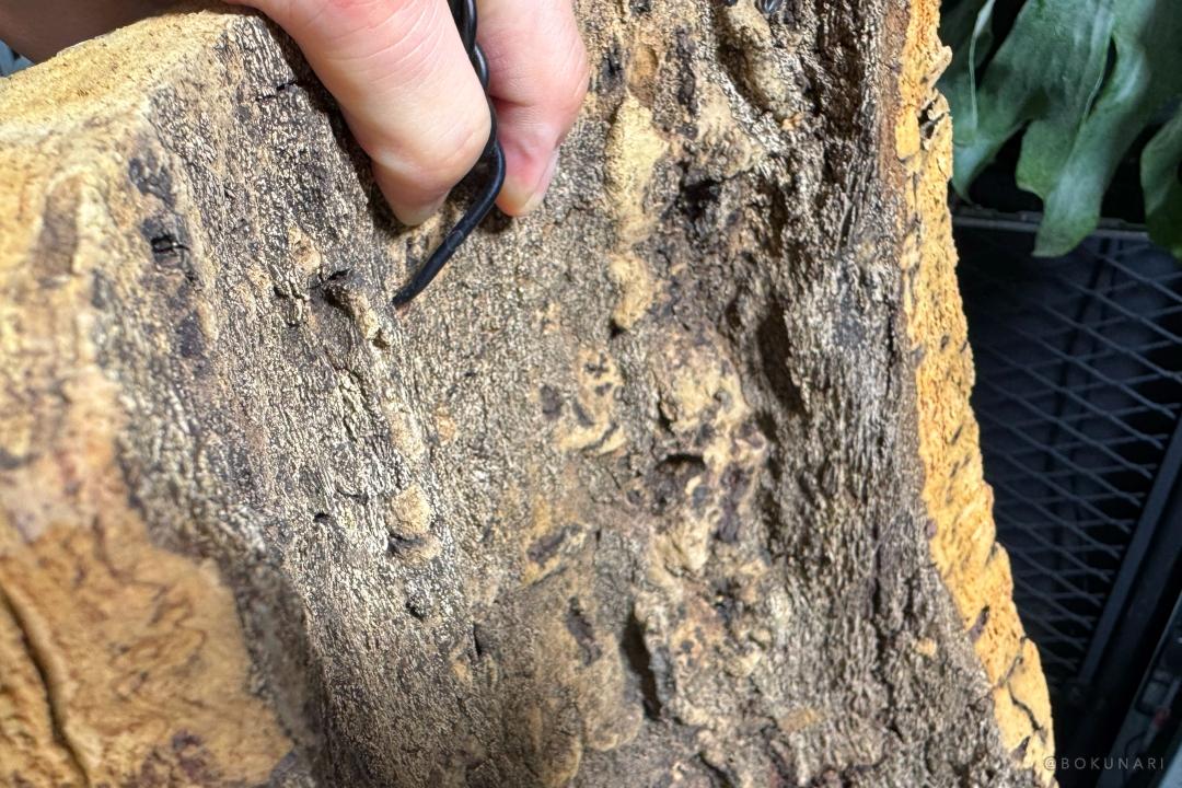 板付けビカクシダ】着生板の種類と特徴 おもなビカクシダ板付に用いられる板の素材を解説