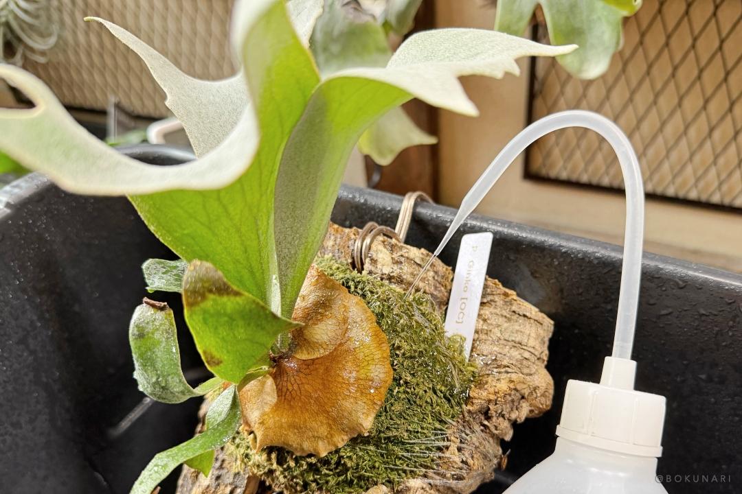 【初心者向け】板付けビカクシダの水やりのタイミングと水やり方法◯選