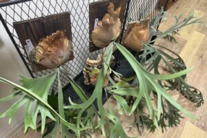 【賃貸でもOK】簡易ビカクウォールをDIYする方法【板付けビカクシダ】