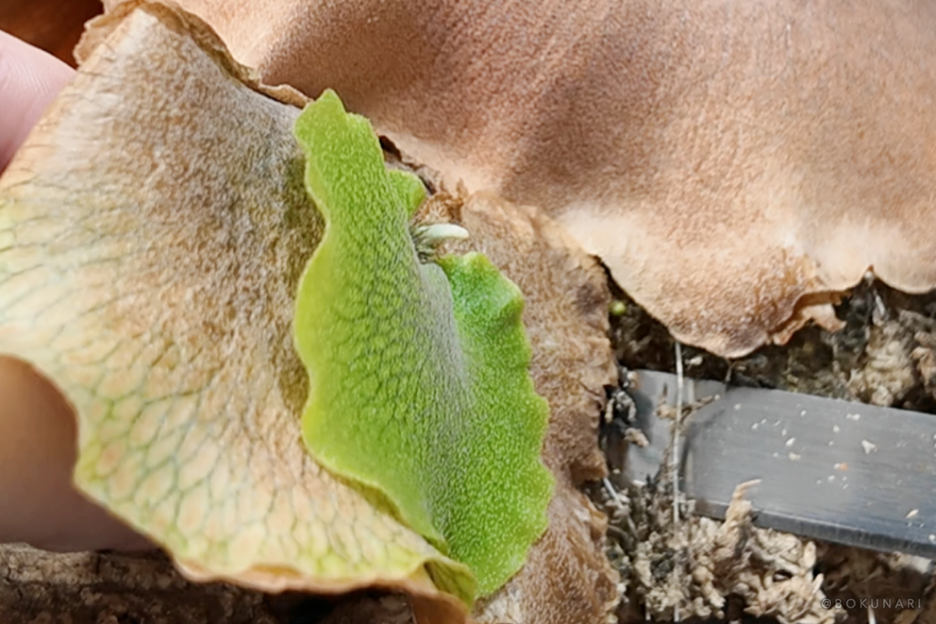 親株の仕立て直しと子株外し〜春のひとときのビカクシダとの戯れ