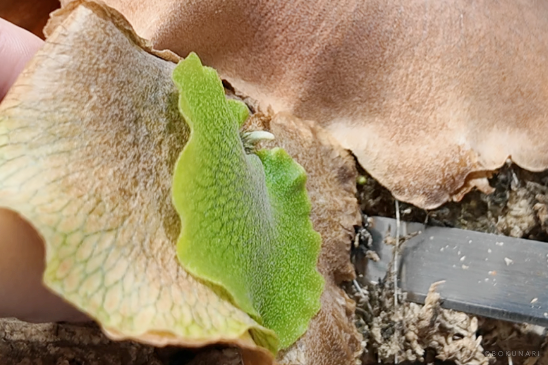 親株の仕立て直しと子株外し〜春のひとときのビカクシダとの戯れ