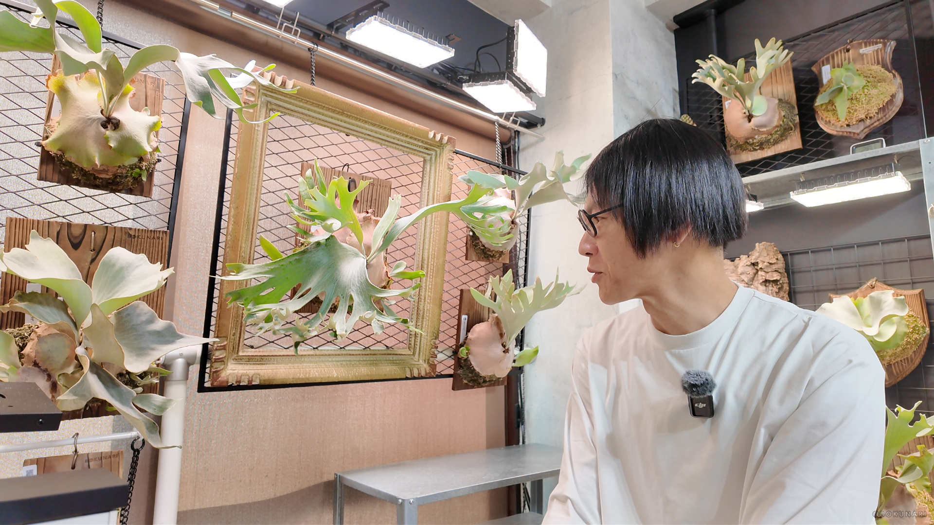 「P. Ginka」胞子培養4年目の記録：未来のビカクシダのある景色を目指して