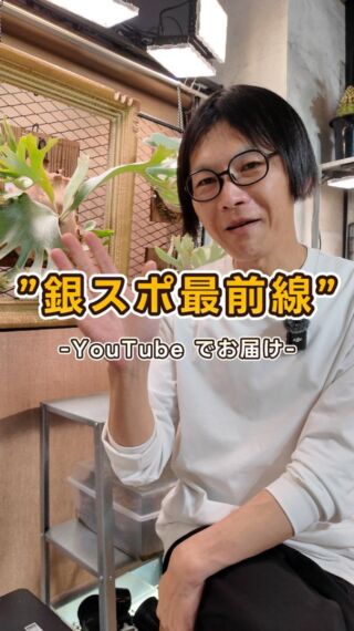 ビカクシダ【P.Ginka】胞子培養(銀スポ)始めました。未来の ビカクシダ【P.Ginka】胞子培養(銀スポ)始めました。未来の